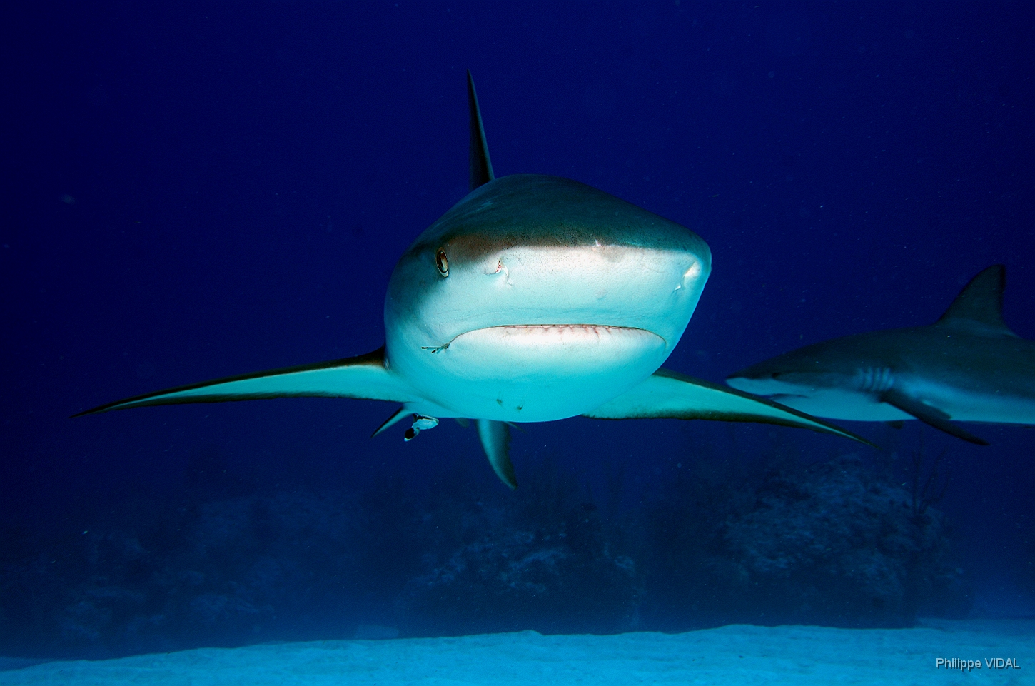 MediaEarth - Bahamas 2017 - DSC02441_rc - Caribbean reef shark - Requin gris des caraibes - Carcharhinus perezi.jpg